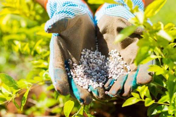 Hände mit Gartenhandschuhen halten Dünger